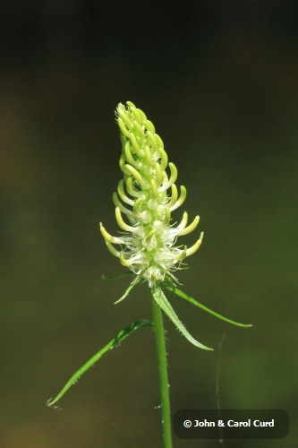 Spiked Rampion _MG_1435.JPG
